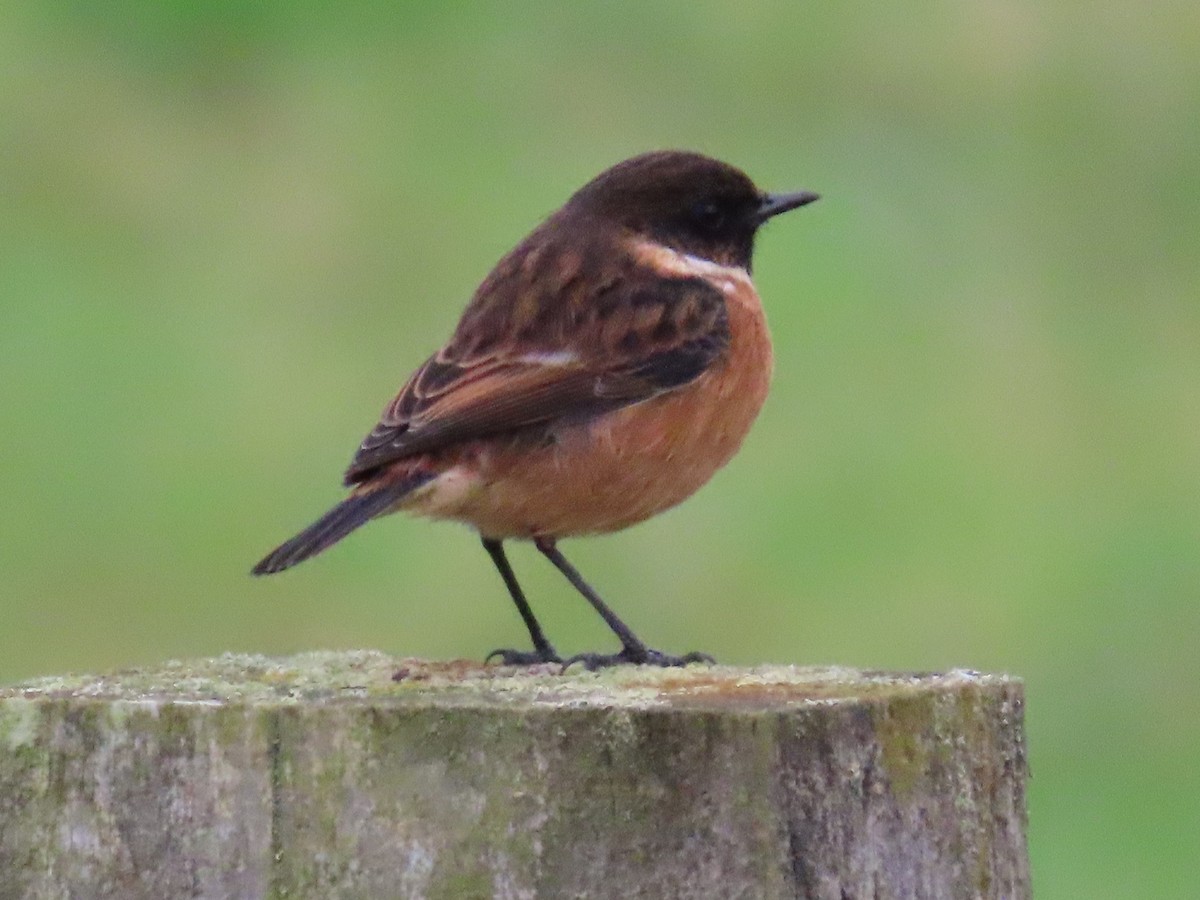European Stonechat - ML646388127