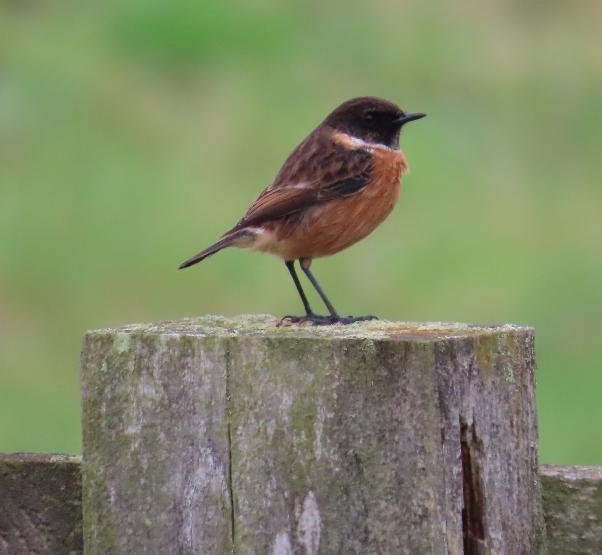 European Stonechat - ML646388128