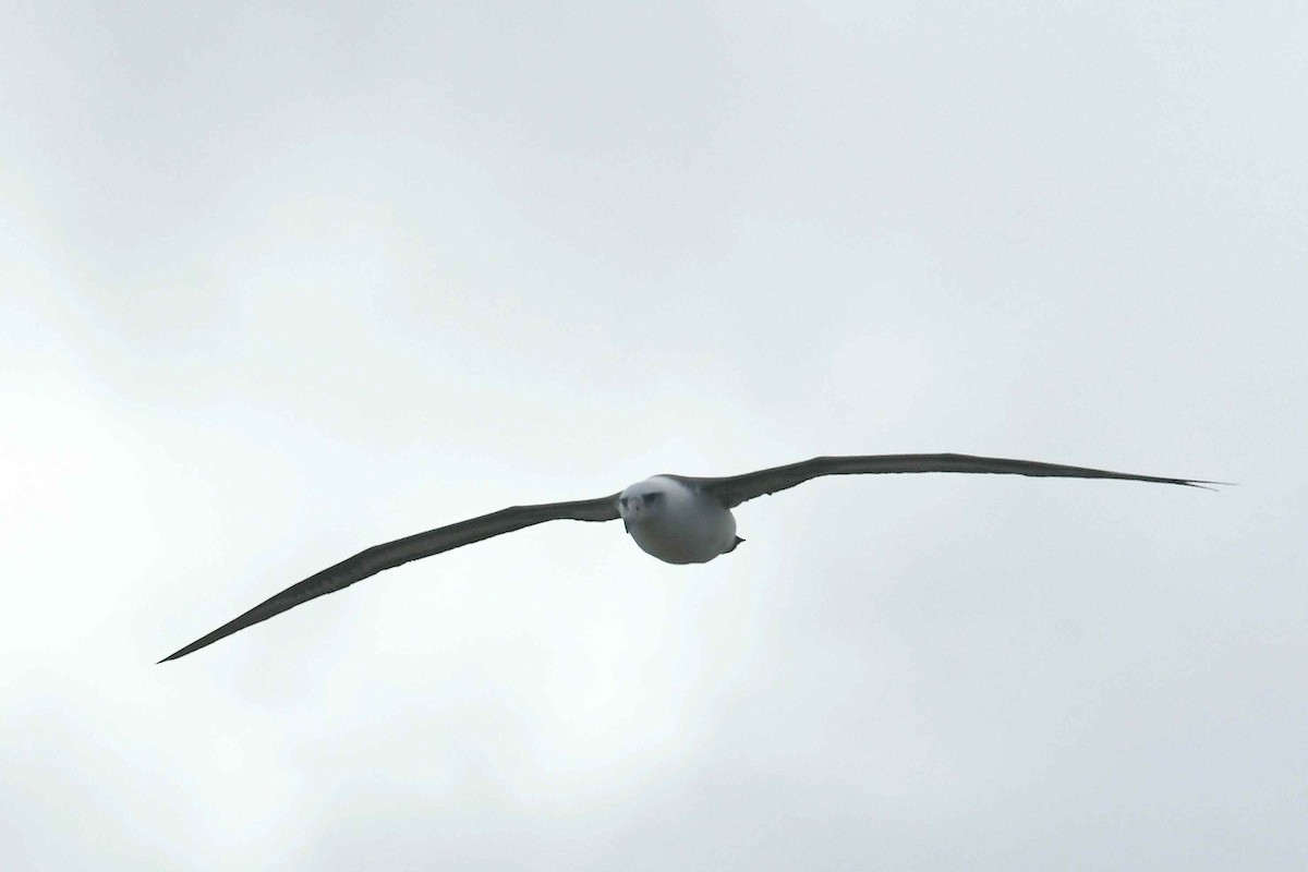 Laysan Albatross - ML646388136