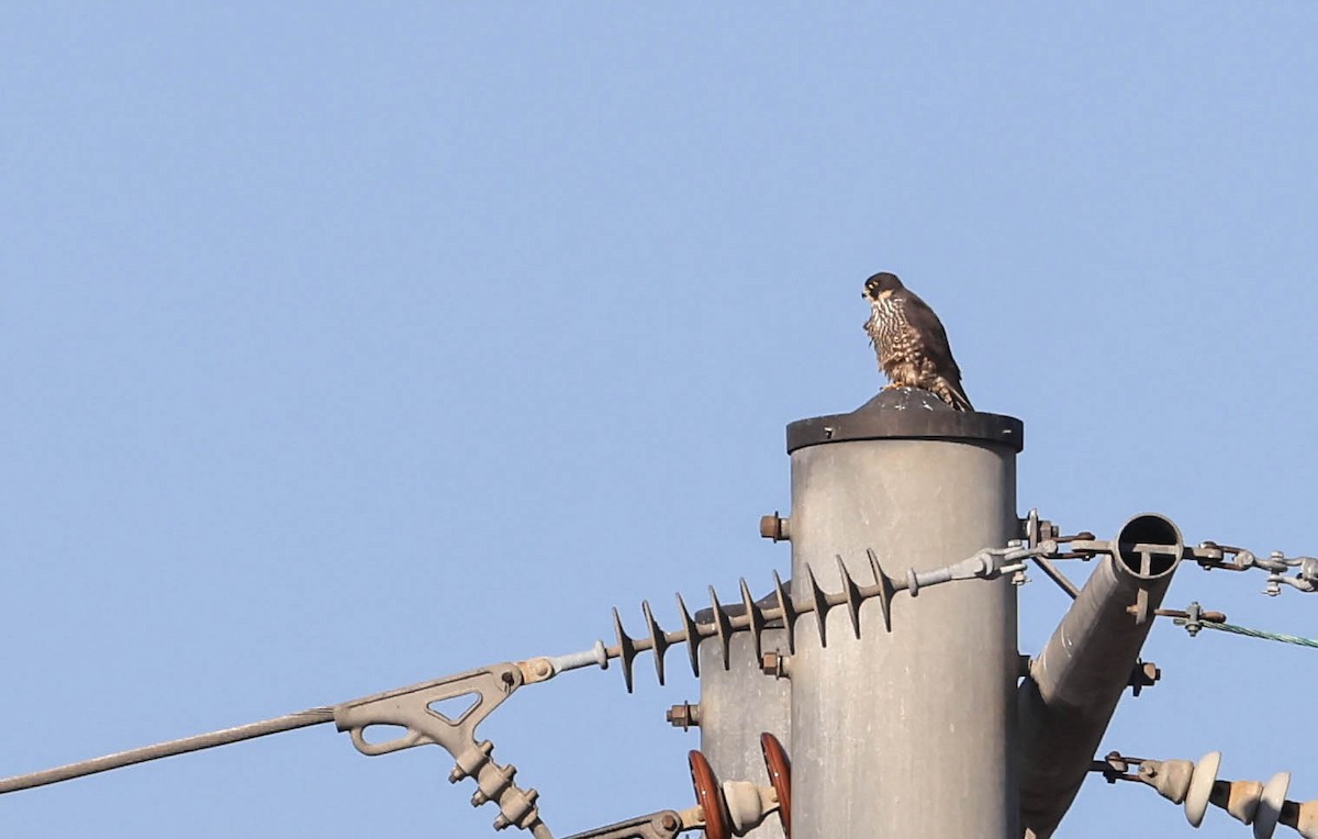 Peregrine Falcon - ML646388137