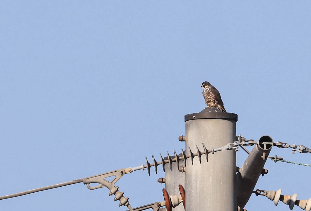 ハヤブサ - ML646388138