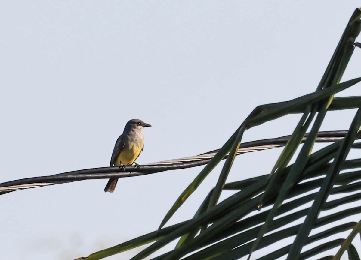 ハシボソタイランチョウ - ML646388139