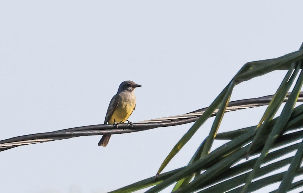 ハシボソタイランチョウ - ML646388140