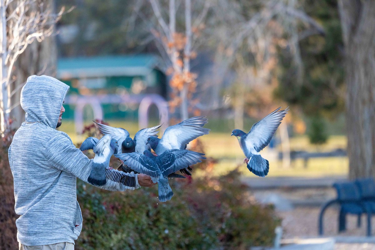 カワラバト（ドバト、家畜型） - ML646388141