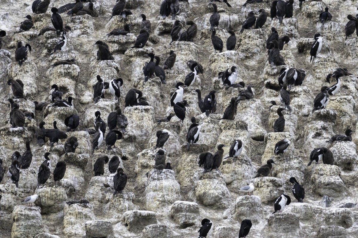 スチュワートウ（chalconotus） - ML646388142