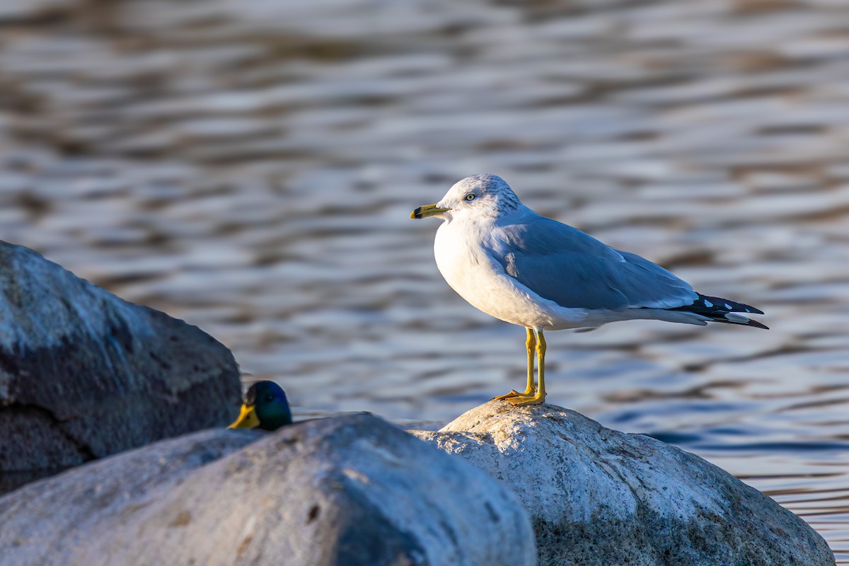 クロワカモメ - ML646388143