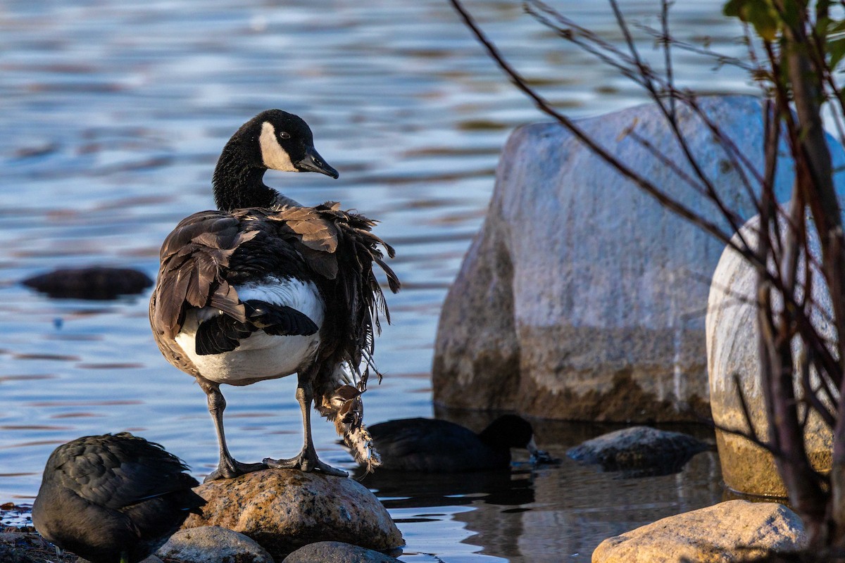 カナダガン - ML646388144