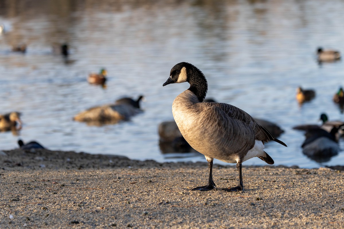 カナダガン - ML646388145