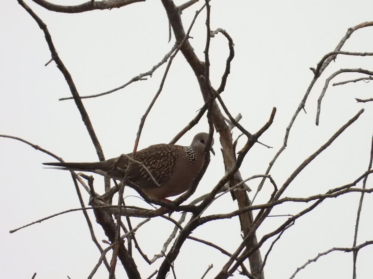 カノコバト - ML646388146