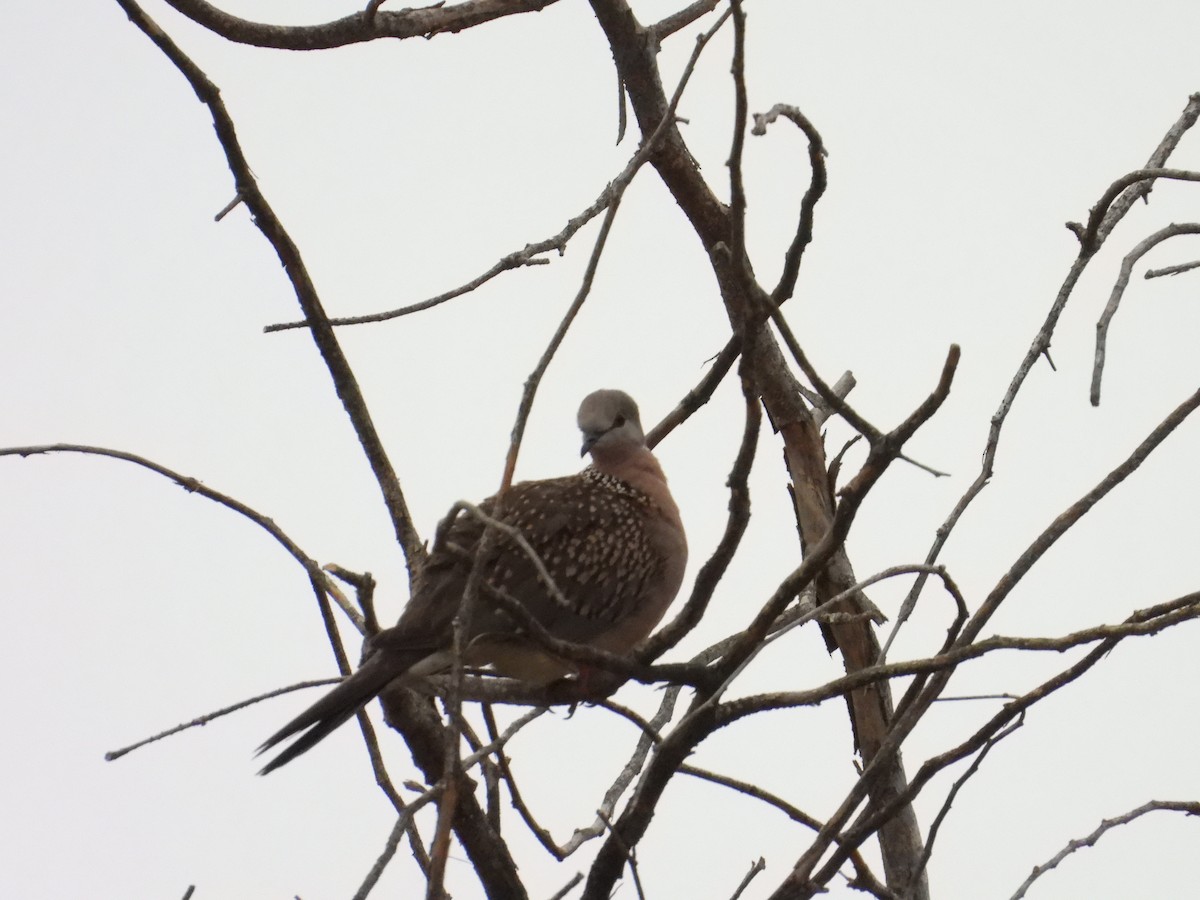 カノコバト - ML646388147