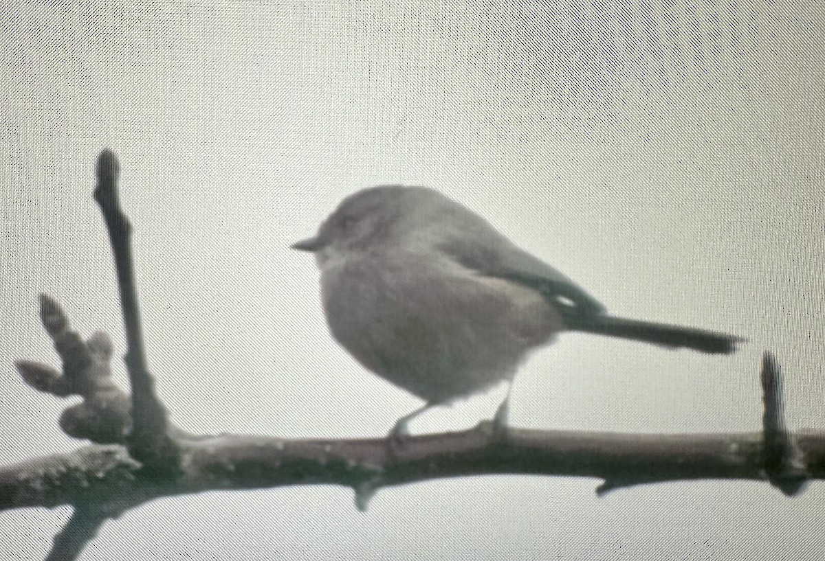 ヤブガラ - ML646388148