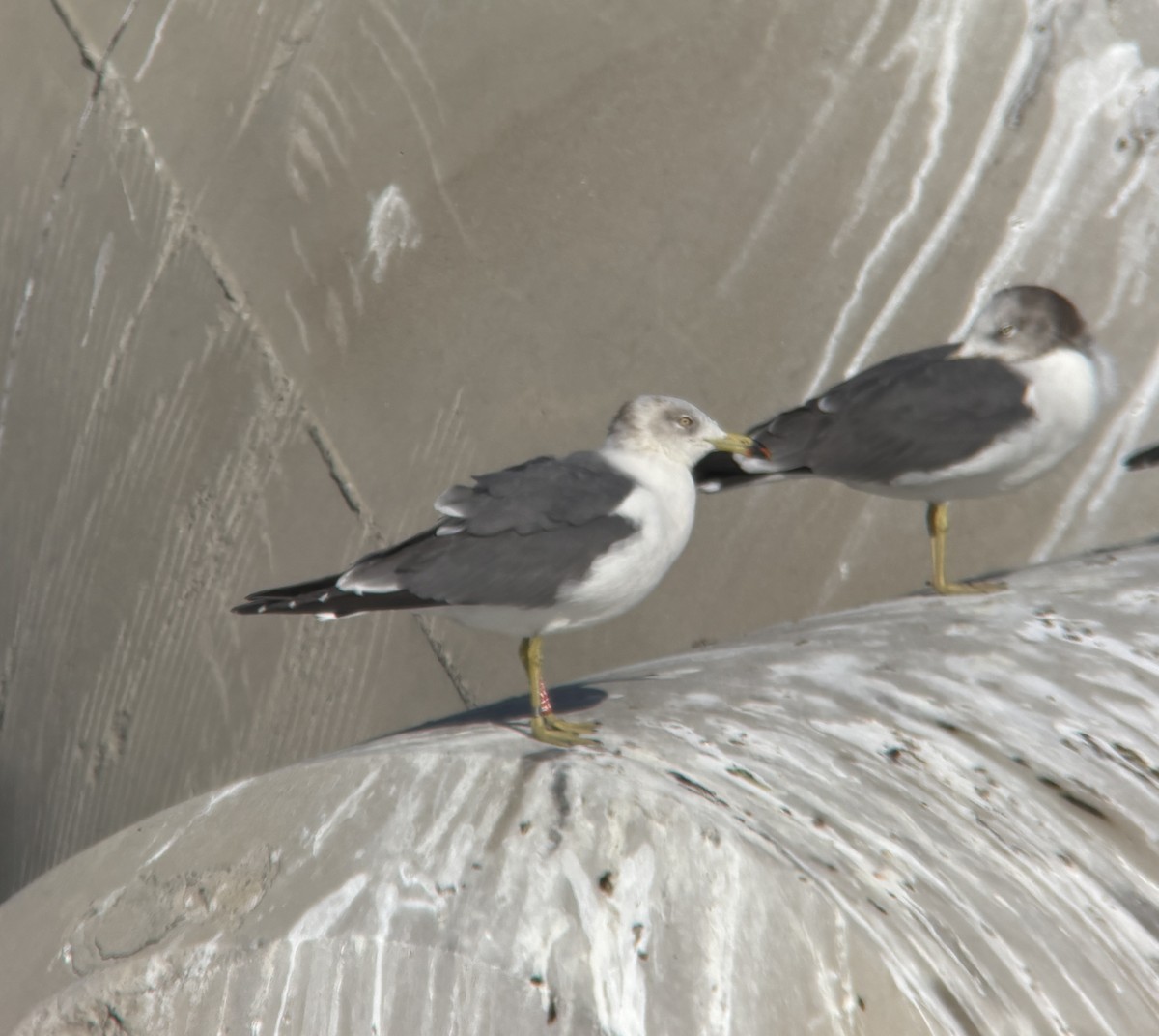 ウミネコ - ML646388149