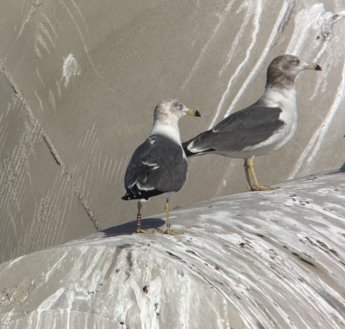 ウミネコ - ML646388150