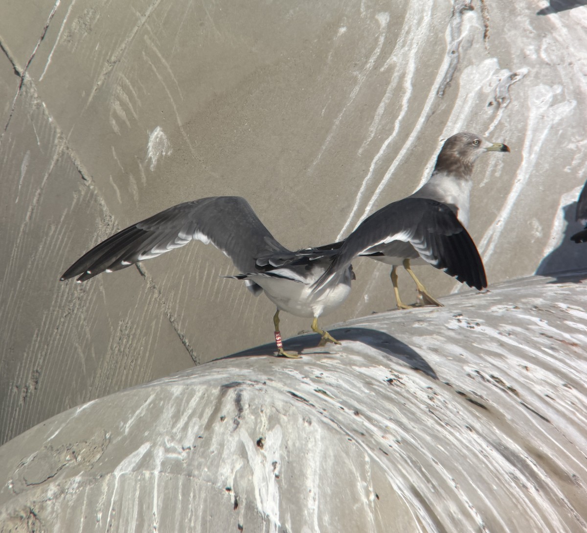 ウミネコ - ML646388151