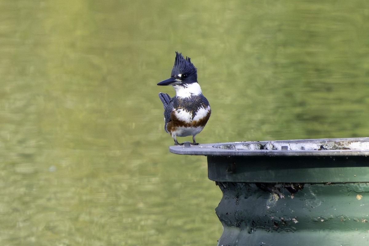 アメリカヤマセミ - ML646388153