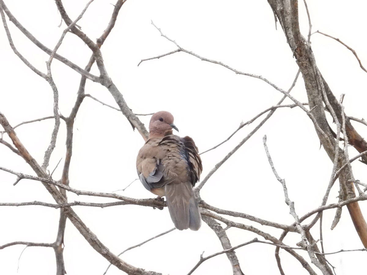 ワライバト - ML646388154