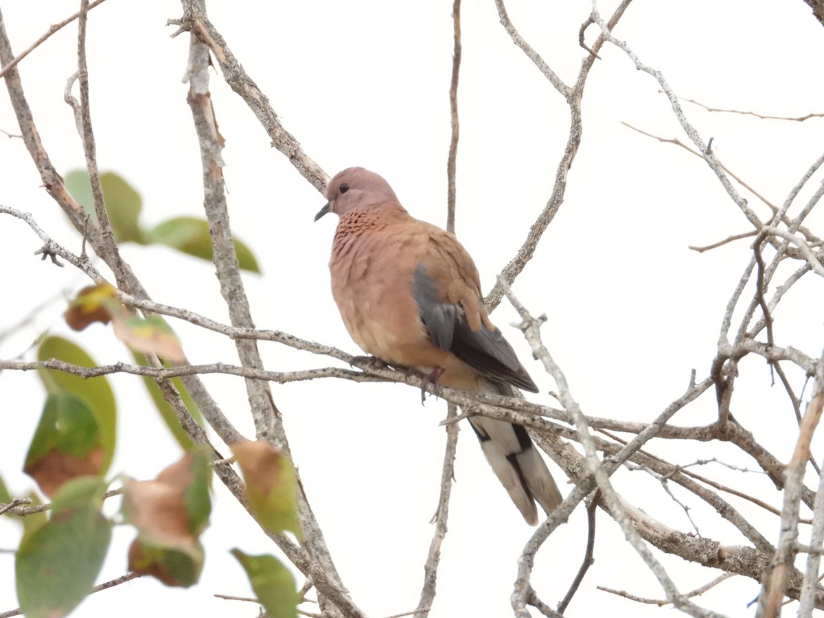 ワライバト - ML646388155