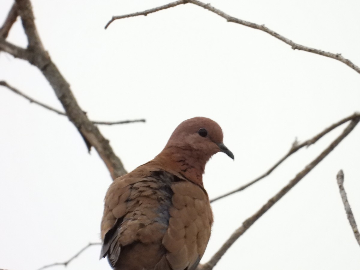 ワライバト - ML646388156