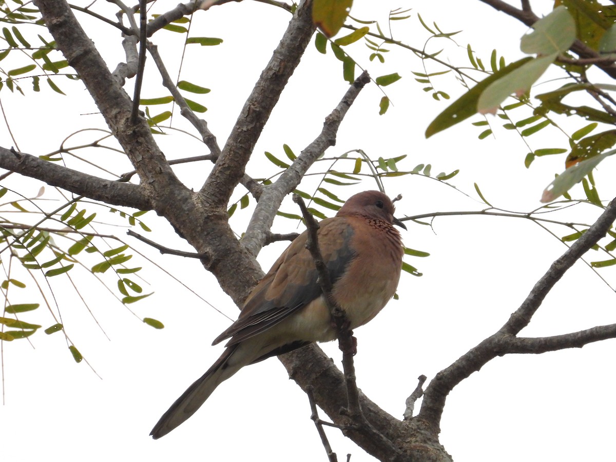 ワライバト - ML646388157