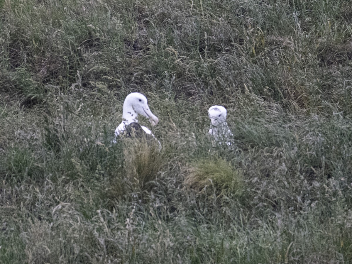 Northern Royal Albatross - ML646388158