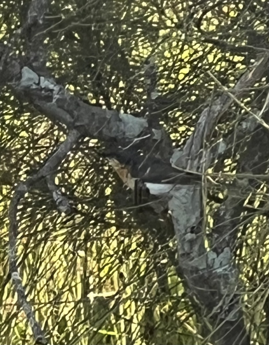 ナマリイロヒラハシ - ML646388159