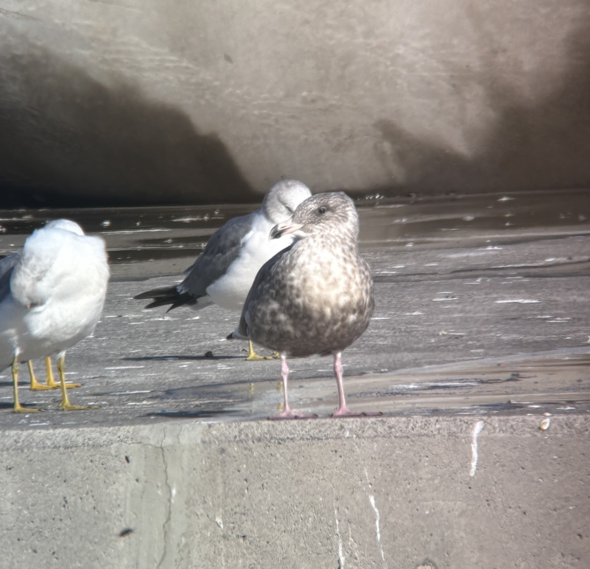 オオセグロカモメ - ML646388160