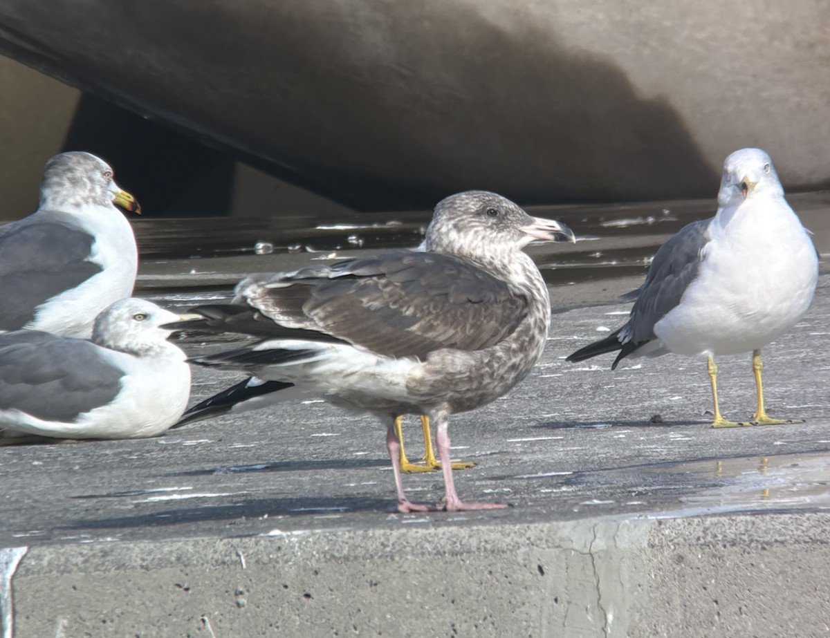 racek kamčatský - ML646388166