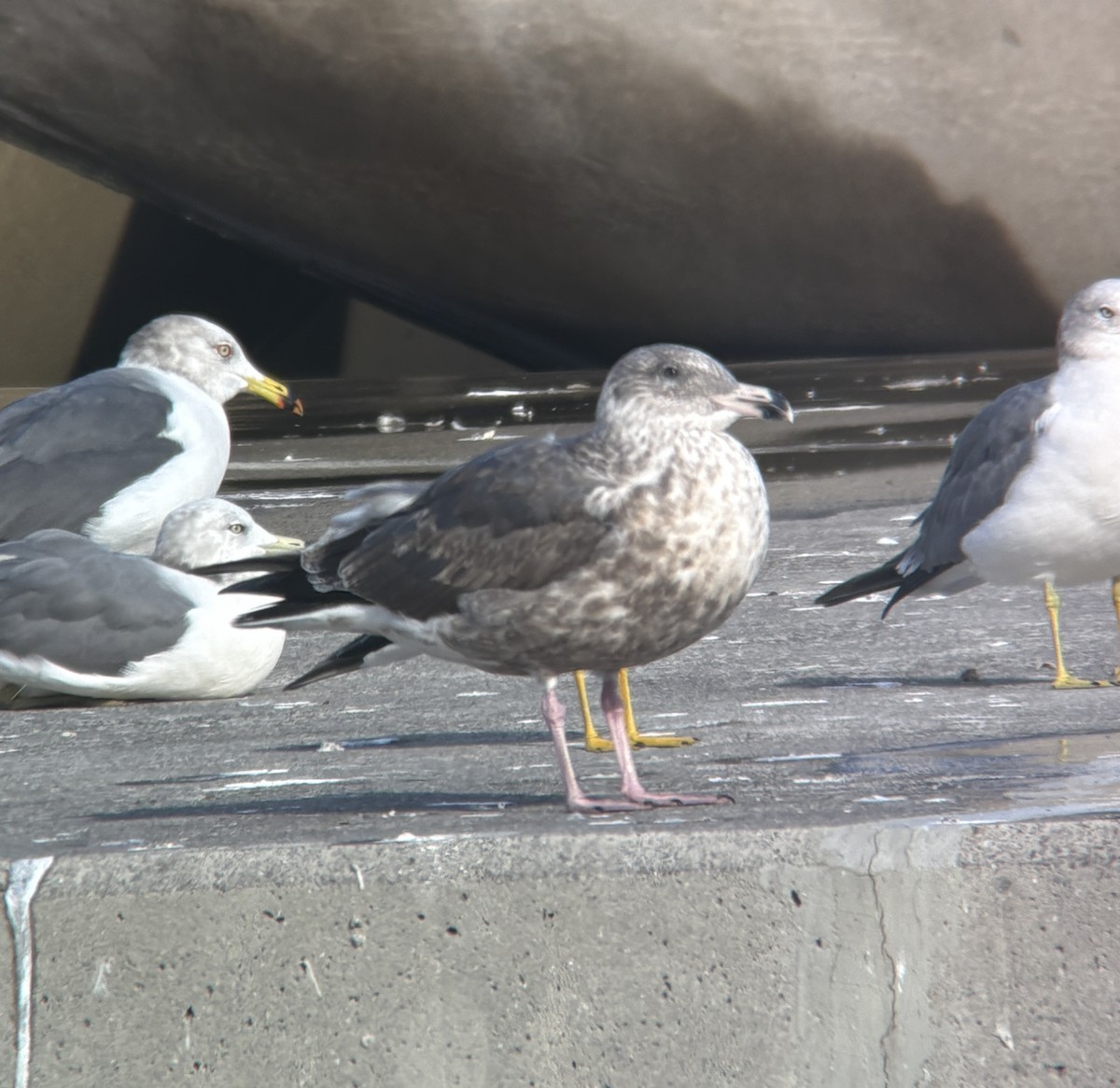 racek kamčatský - ML646388167