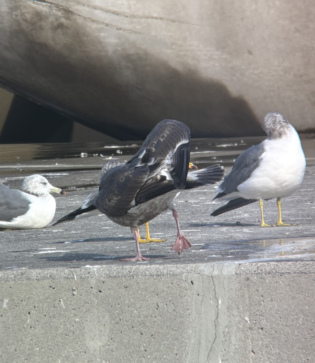 オオセグロカモメ - ML646388168