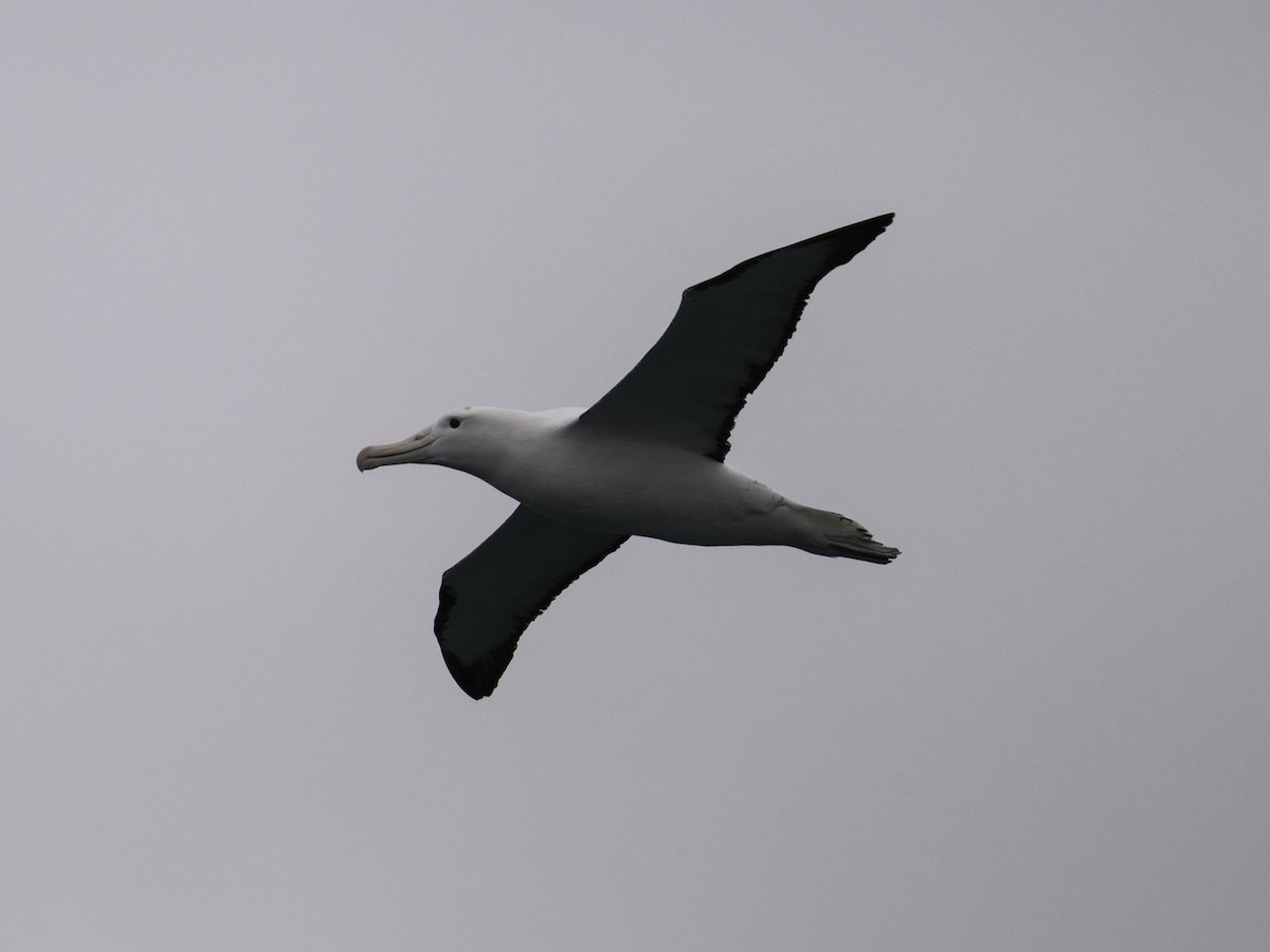 Northern Royal Albatross - ML646388169