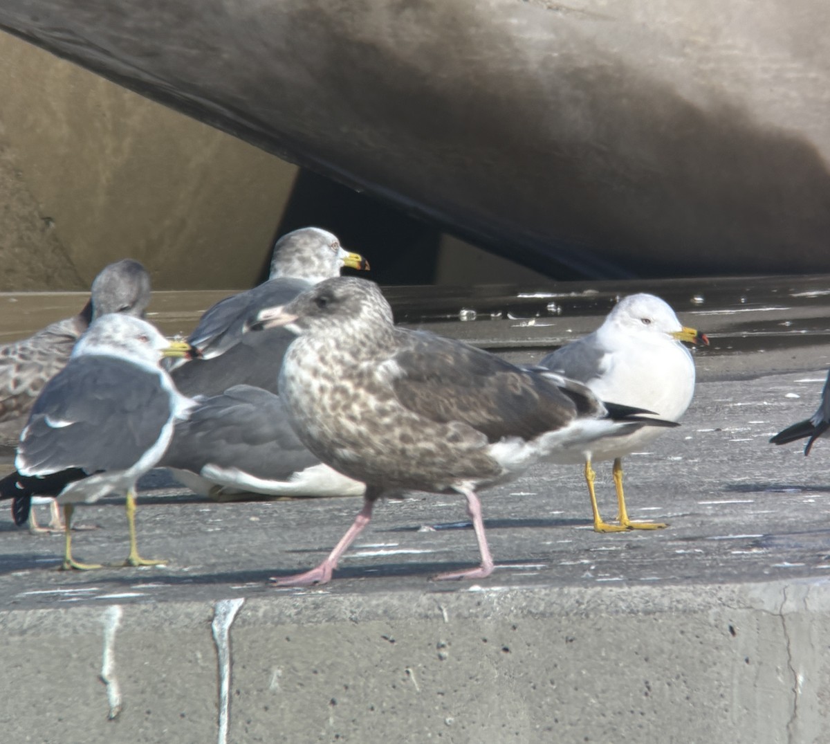 オオセグロカモメ - ML646388170