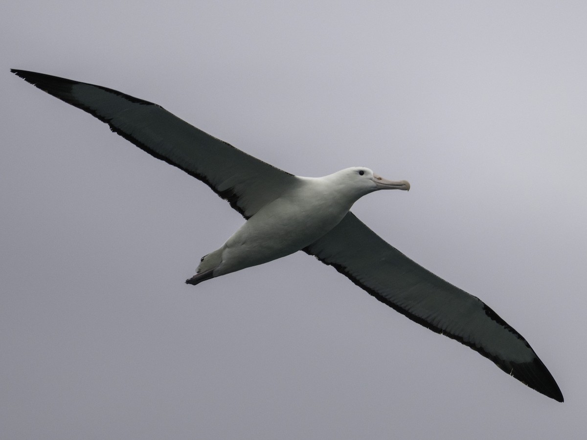 Northern Royal Albatross - ML646388171