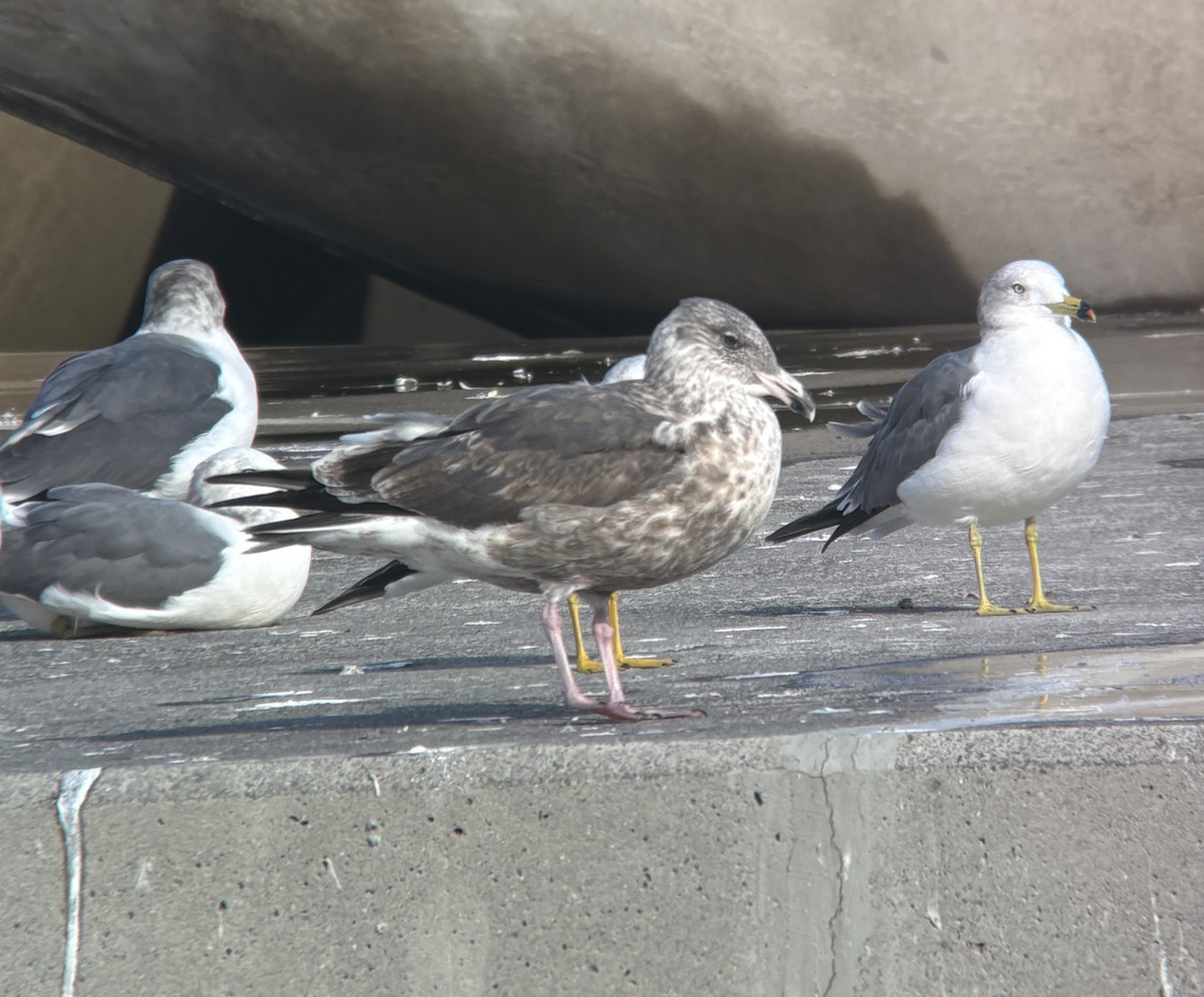 racek kamčatský - ML646388176