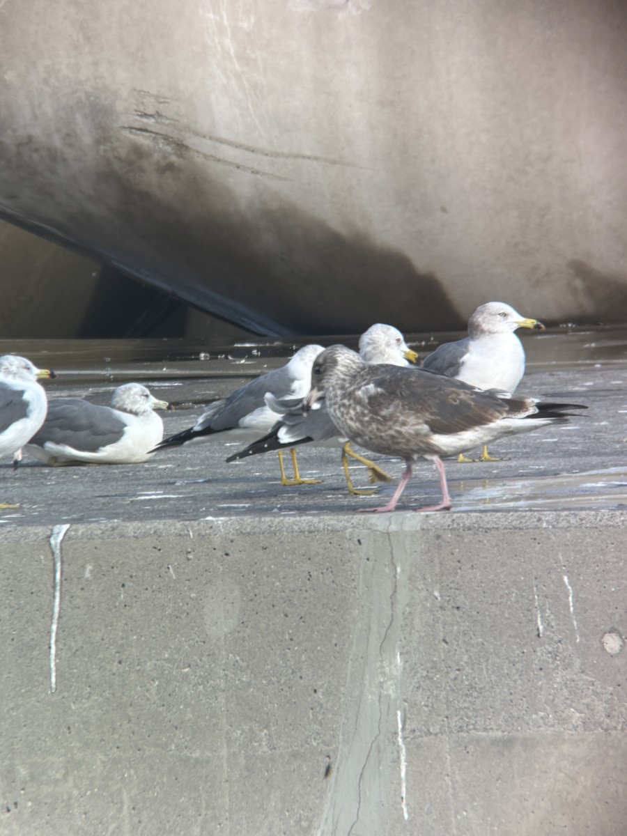 racek kamčatský - ML646388177