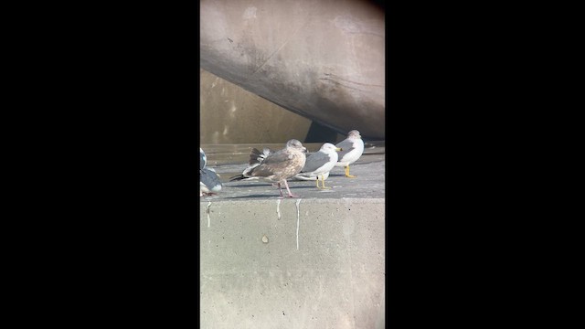 Slaty-backed Gull - ML646388178