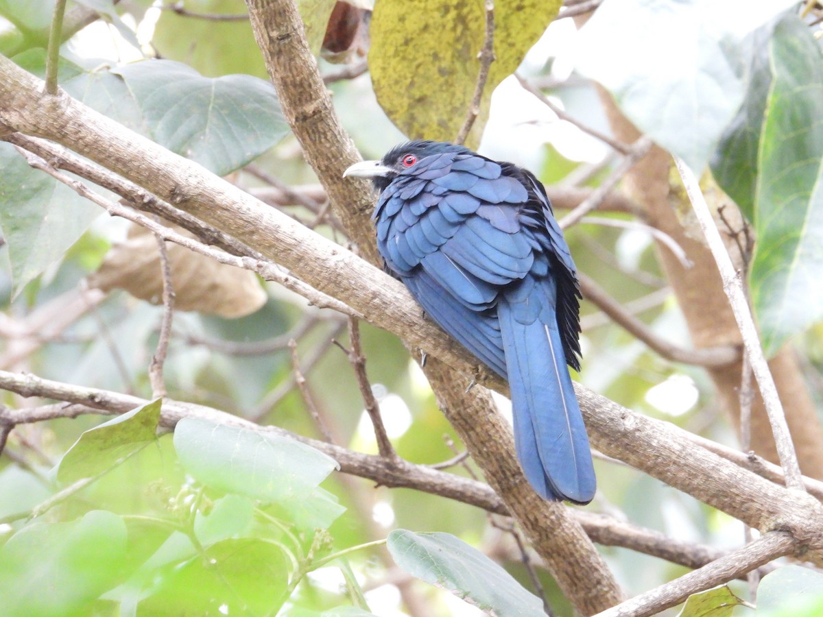 オニカッコウ - ML646388179