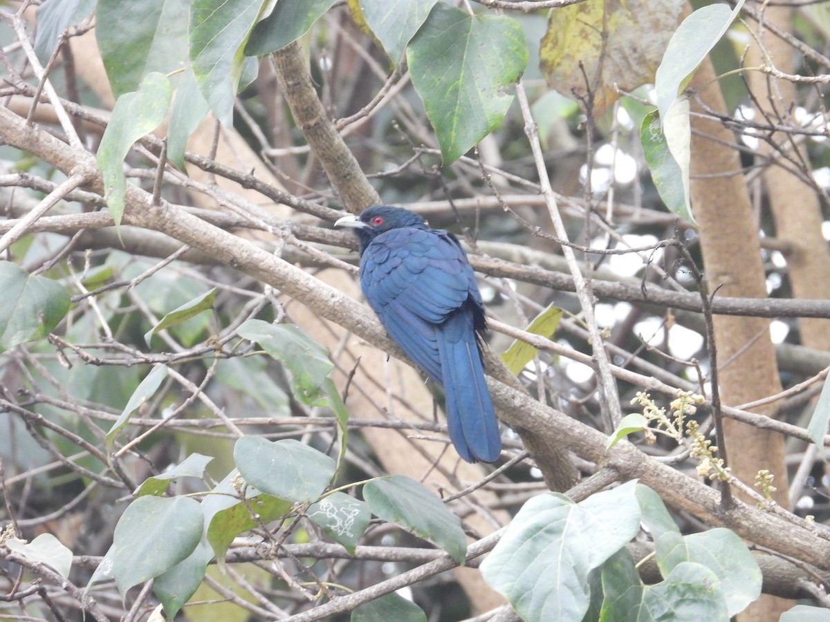 オニカッコウ - ML646388180