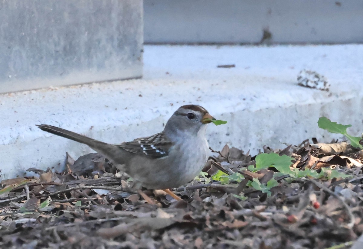 ミヤマシトド - ML646388183