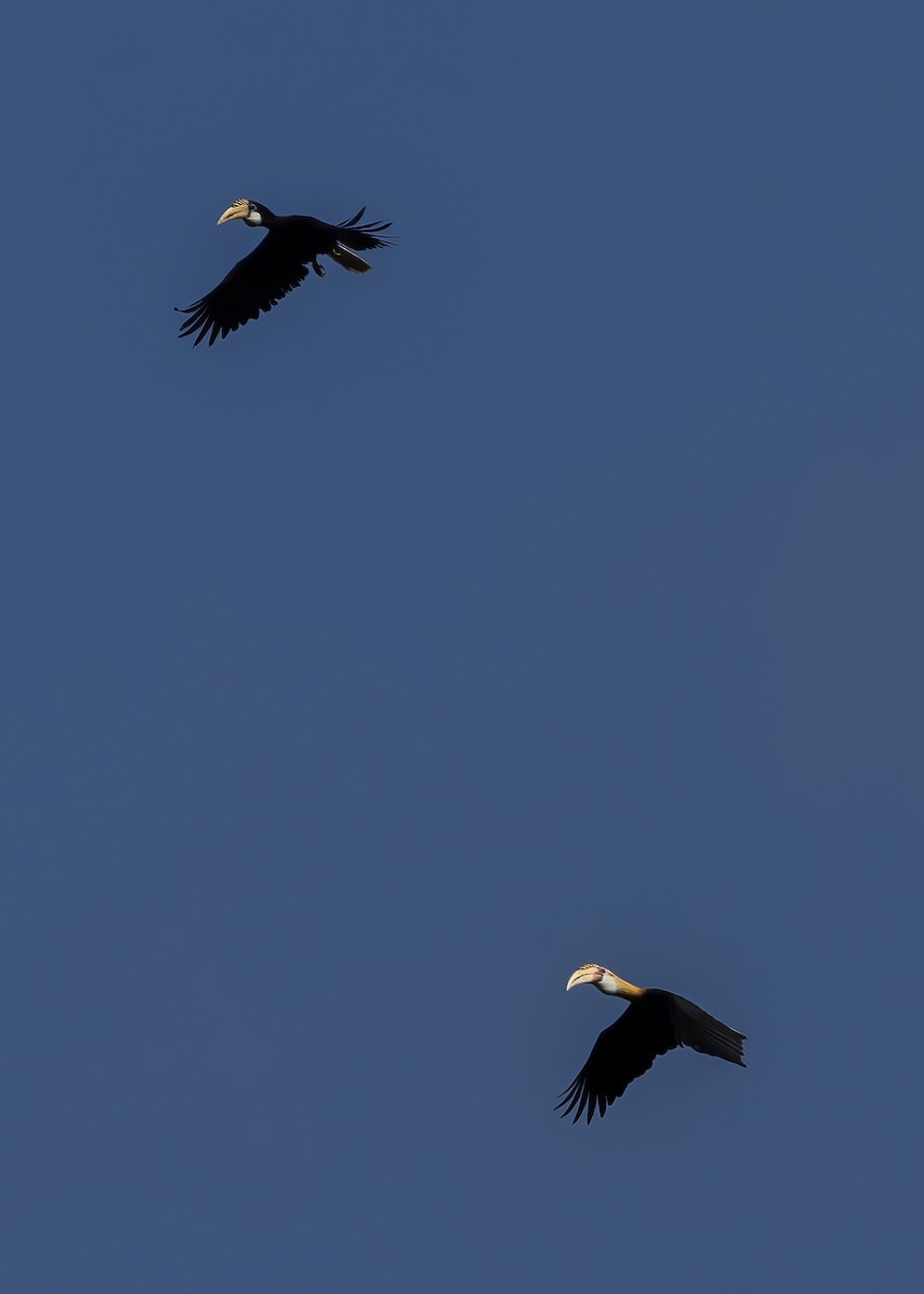 Blyth's Hornbill - ML646388185