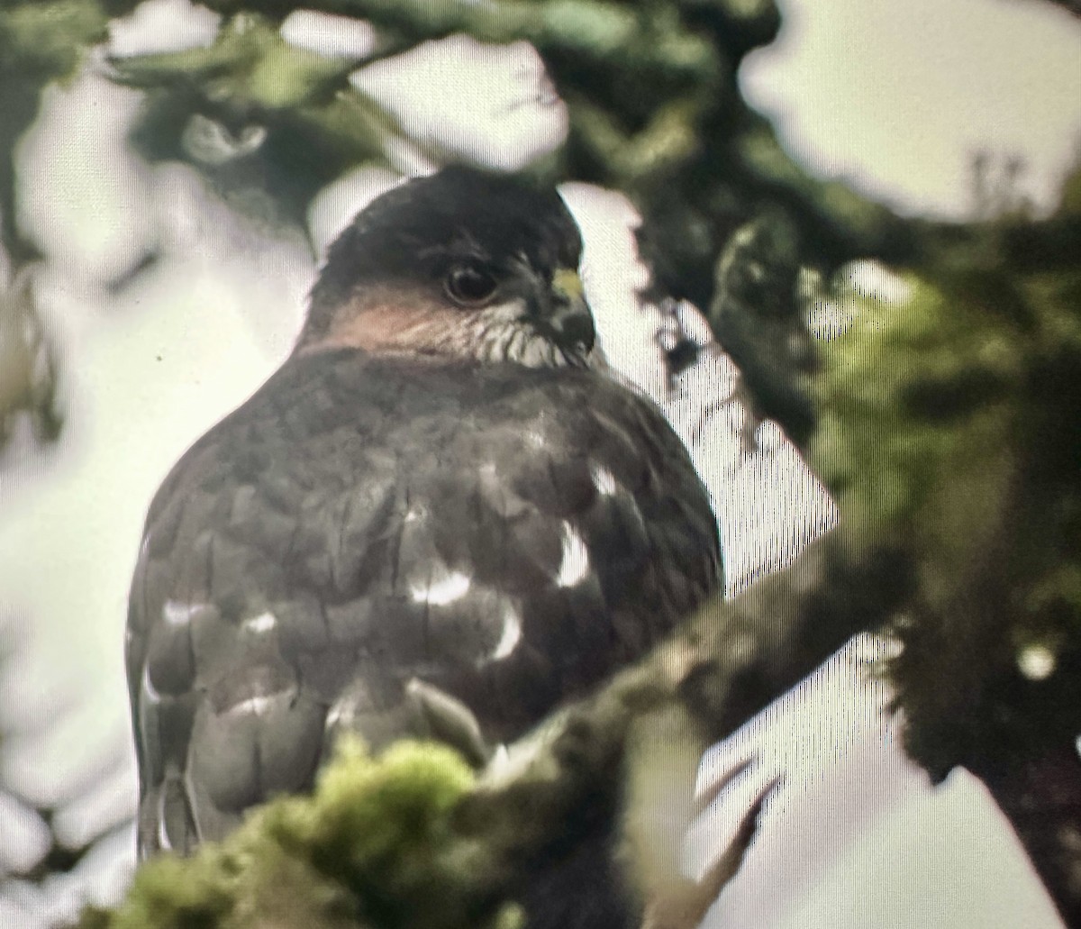 Sharp-shinned Hawk - ML646388186