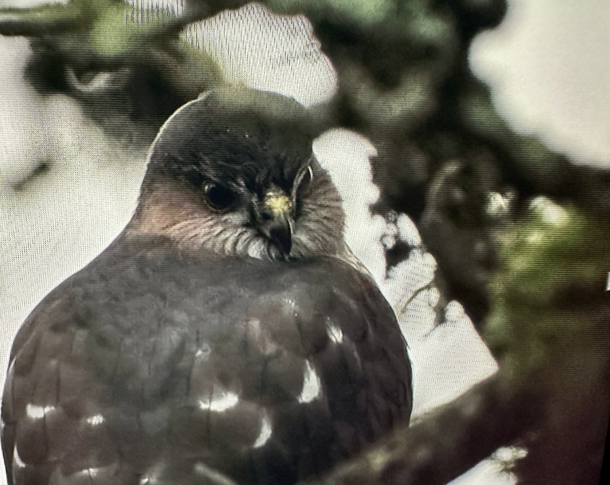 Sharp-shinned Hawk - ML646388187