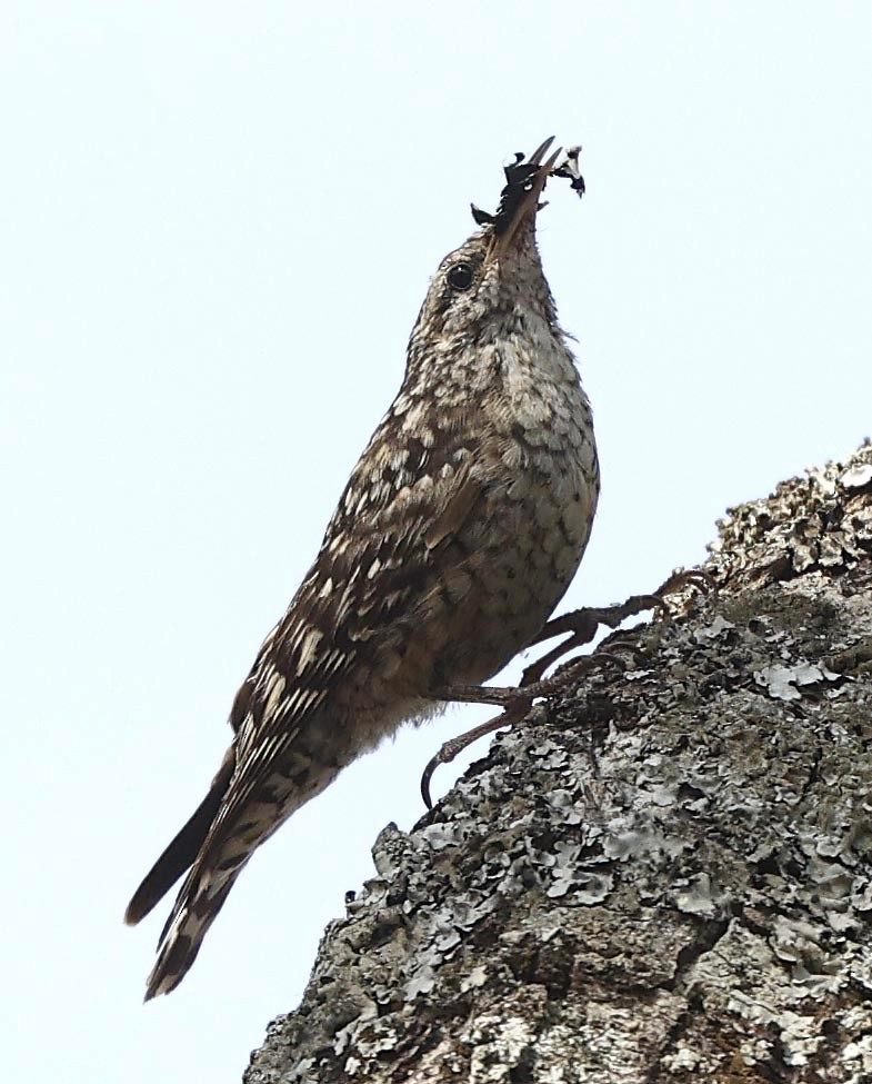 African Spotted Creeper - ML646388189