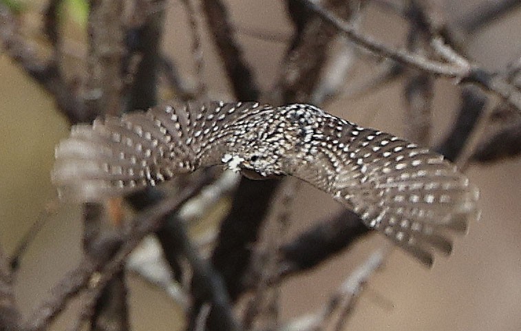 African Spotted Creeper - ML646388190