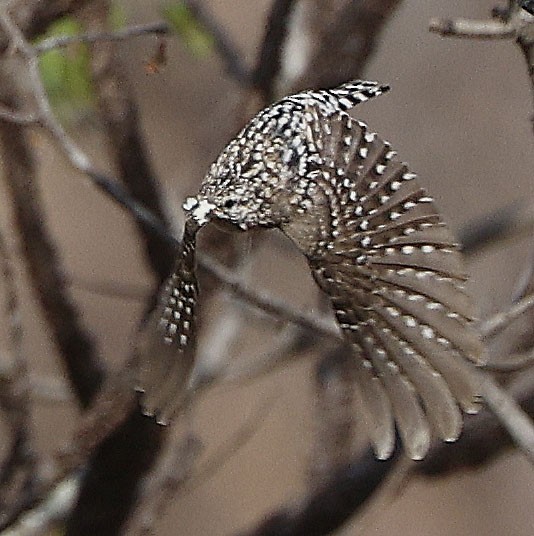 African Spotted Creeper - ML646388191