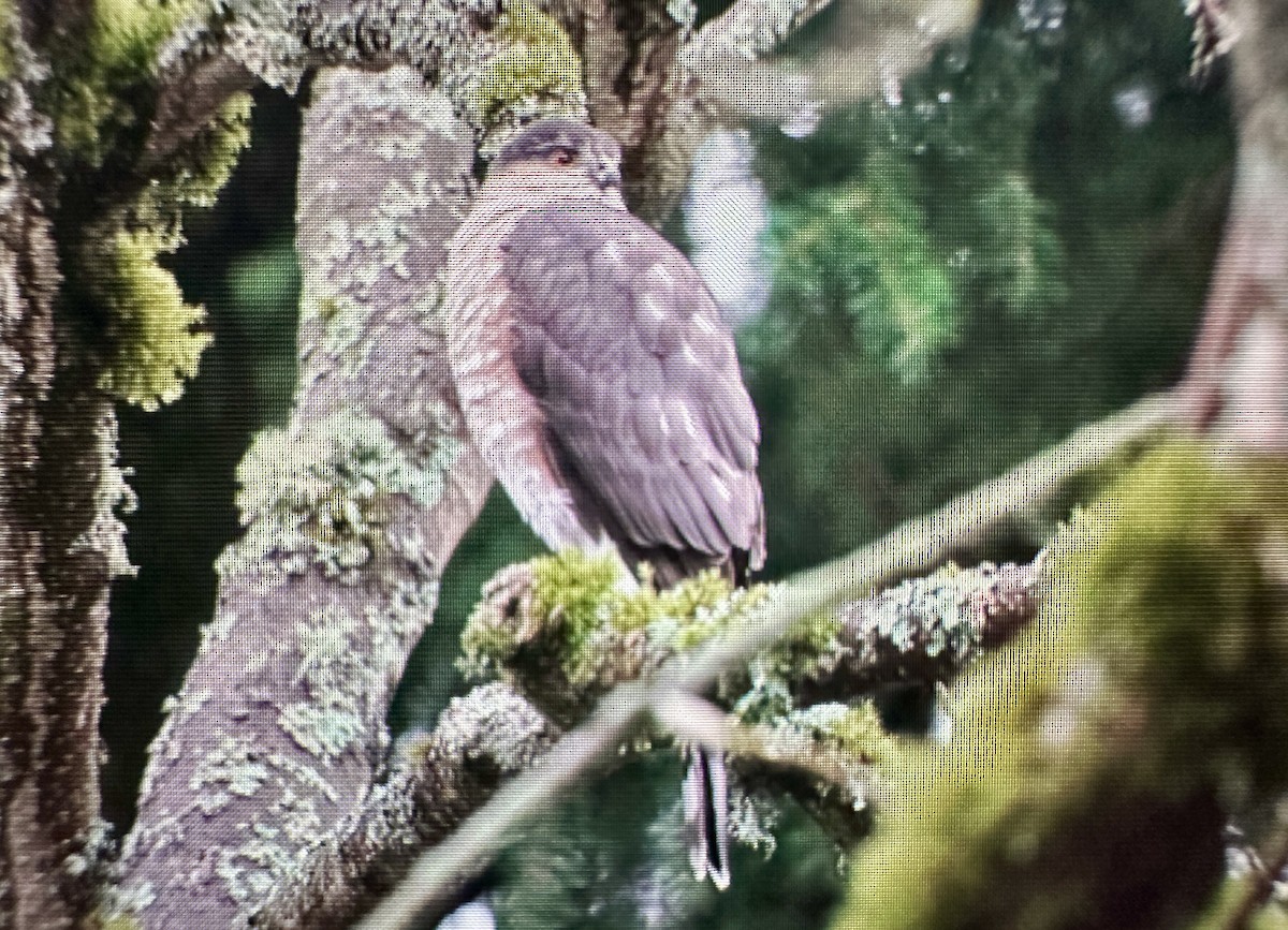 Sharp-shinned Hawk - ML646388192