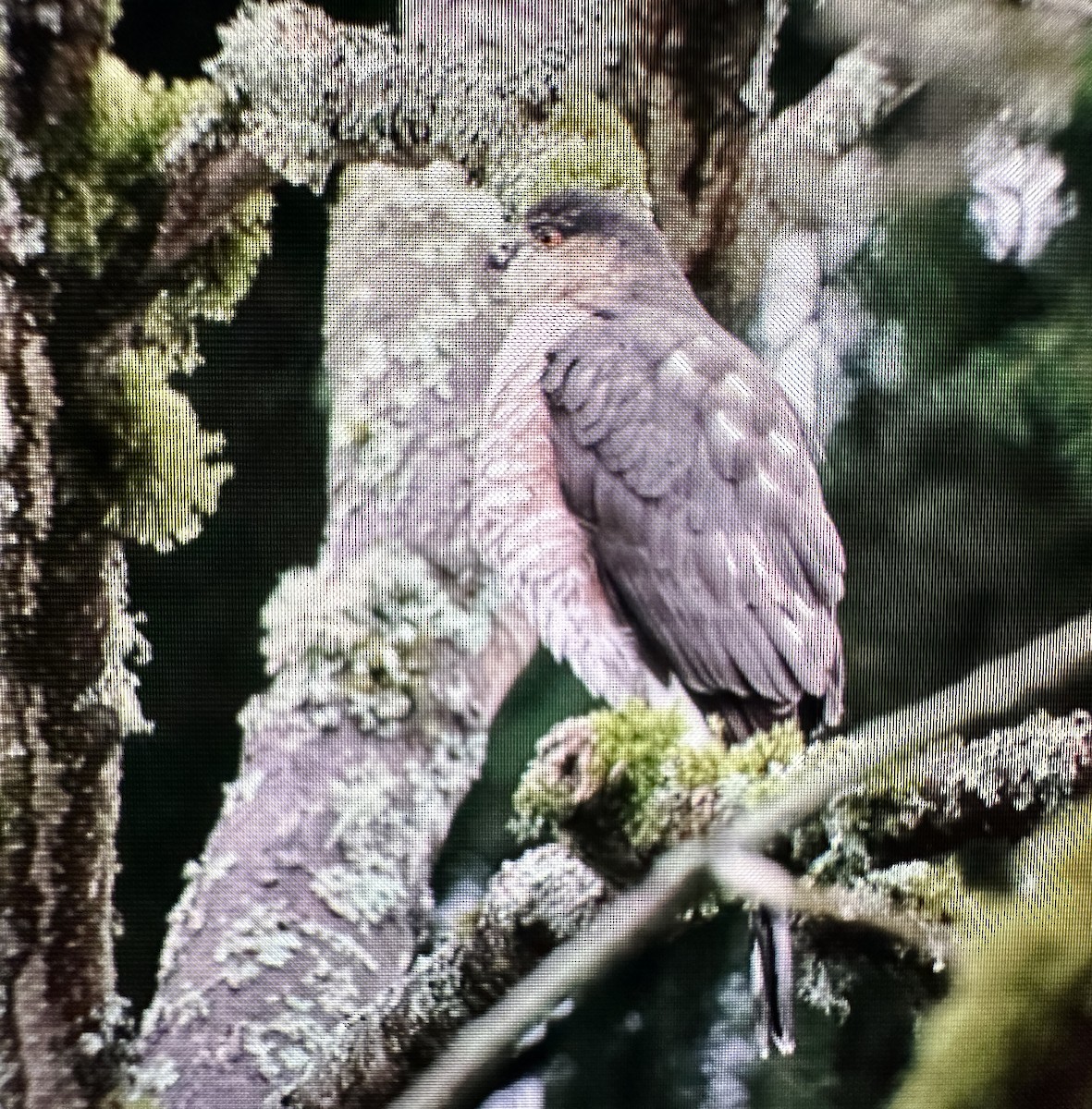 Sharp-shinned Hawk - ML646388193