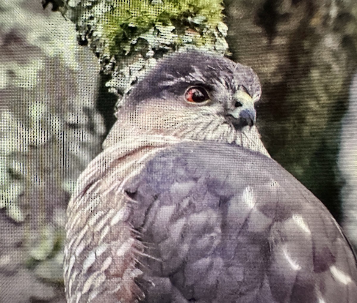 Sharp-shinned Hawk - ML646388194