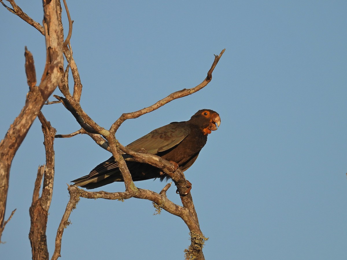 vaza velký - ML646388208