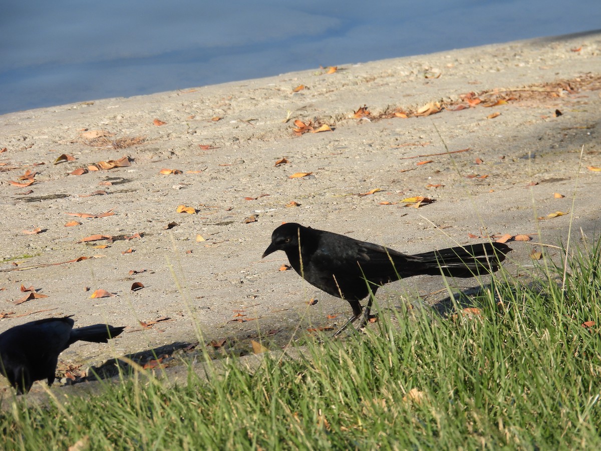 Great-tailed Grackle - ML646388210