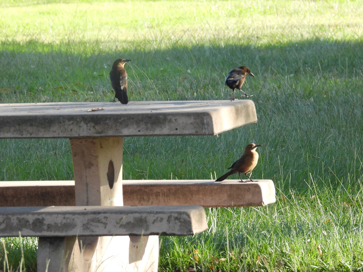 Great-tailed Grackle - ML646388211